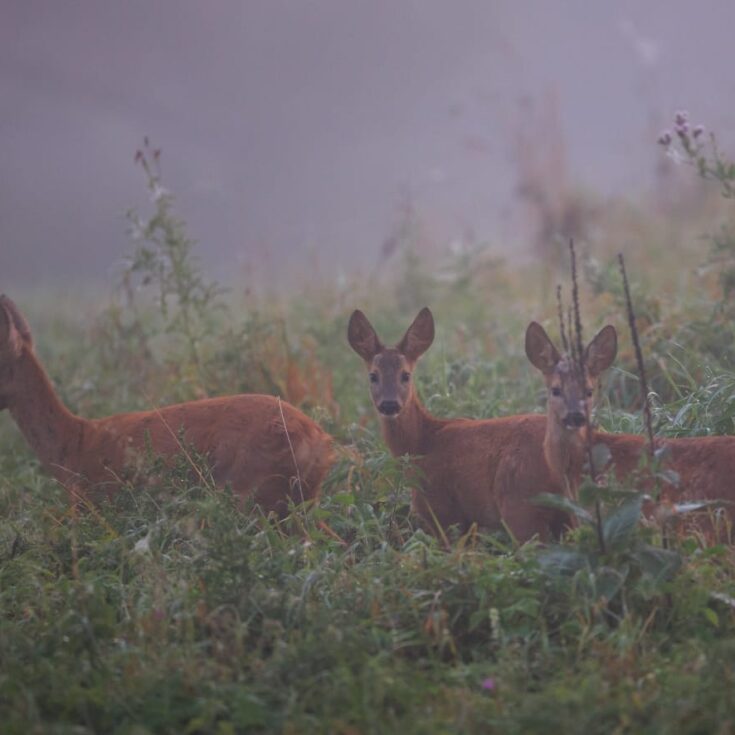 WhatsApp Image 2026-01-27 at 15.326.06